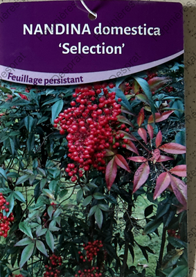 nandina domestica selection