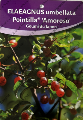 Eleagnus Amoroso