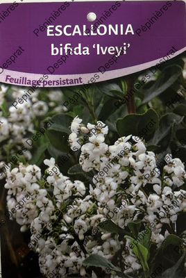 Escallonia Bifida Iveyi