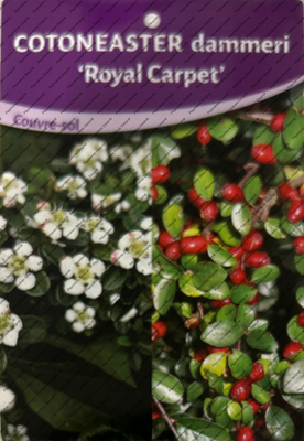 cotoneaster Royal Carpet