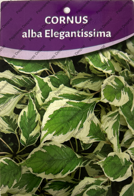 cornus alba elegantissima