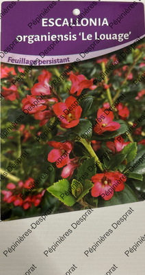 Escallonia le Louage
