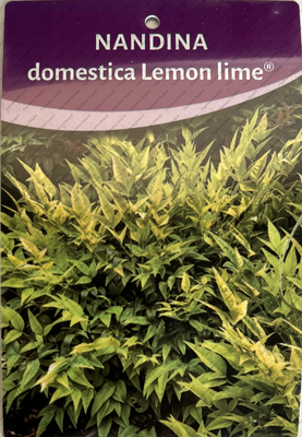 nandina lemon lime