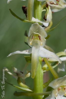 Grünliche Waldhyzinthe (Foto: Th. Bergmann)