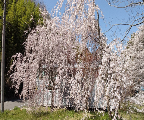 記念植樹した枝垂れ桜(2021年春)