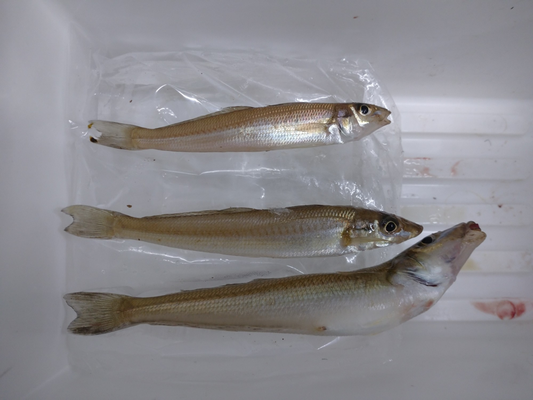 近場のキス 釣えさのイワキ 三重県津市の釣りエサ屋 釣具屋 近場のキス 釣えさのイワキ 三重県津市の釣りエサ屋 釣具屋