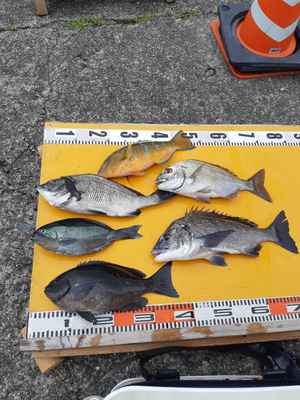 磯釣りの釣果 引本 釣えさのイワキ 三重県津市の釣りエサ屋 釣具屋 磯釣りの釣果 引本 釣えさのイワキ 三重県津市の釣りエサ屋 釣具屋
