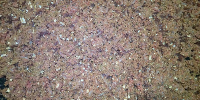 釣果情報など 釣えさのイワキ 三重県津市の釣りエサ屋 釣具屋
