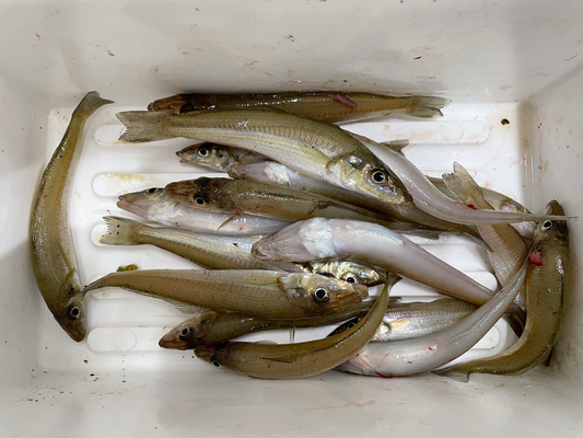 近場の釣果 キス 釣えさのイワキ 三重県津市の釣りエサ屋 釣具屋