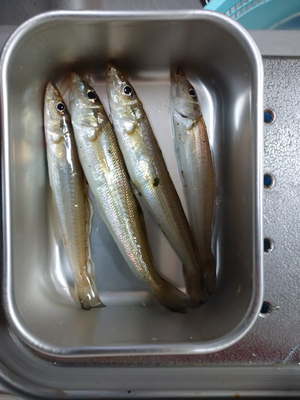 キス釣れはじめました 釣えさのイワキ 三重県津市の釣りエサ屋 釣具屋 キス釣れはじめました 釣えさのイワキ 三重県津市の釣りエサ屋 釣具屋