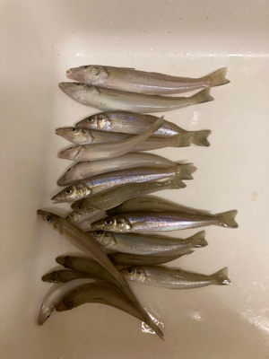 釣果情報など 釣えさのイワキ 三重県津市の釣りエサ屋 釣具屋