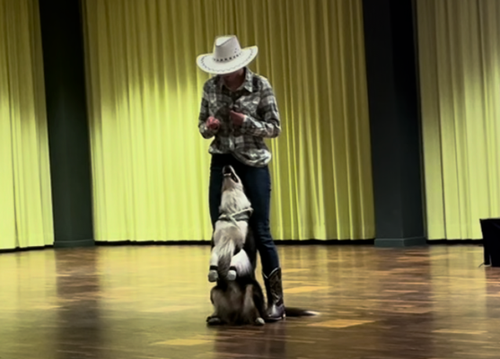 Dogdance