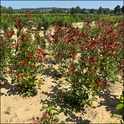 Glanzmispel - Photinia fraseri 'Red Robin' - Bayernhecke