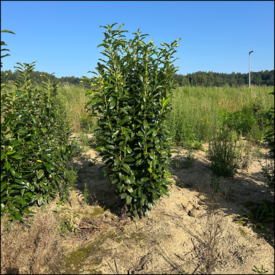 Kirschlorbeer 'Genolia' - Bayernhecke