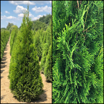 Thuja  occidentalis 'Smaragd'