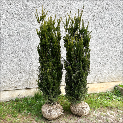 sukkulente kaktus Sukkulenten & Kakteen Mix – 15 Pflanzen – Ø5,5cm Zimmerpflanzen im main image 1