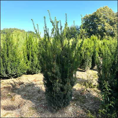 Eibe - Taxus media 'Hillii' - Bayernhecke
