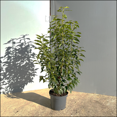 philodendron white splash Philodendron 'Cream Splash' – Variegated Heartleaf Philodendron main image 0