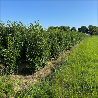 Kirschlorbeer 'Genolia' - Bayernhecke