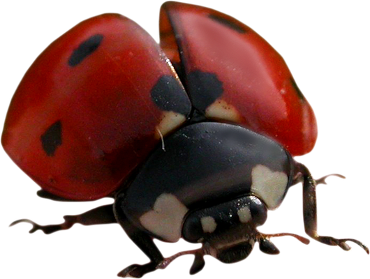 coccinelle - insecte - animaux - smiley émoticône émoji cartoon clipart illustration - artémotic