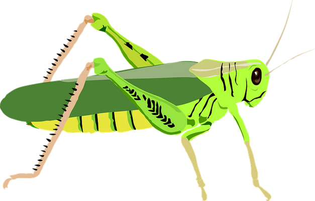 sauterelle - insecte - animaux - smiley émoticône émoji cartoon clipart illustration - artémotic