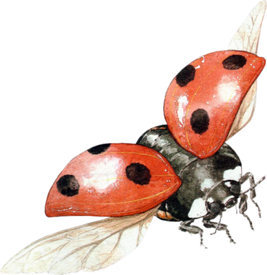 coccinelle - insecte - animaux - smiley émoticône émoji cartoon clipart illustration - artémotic