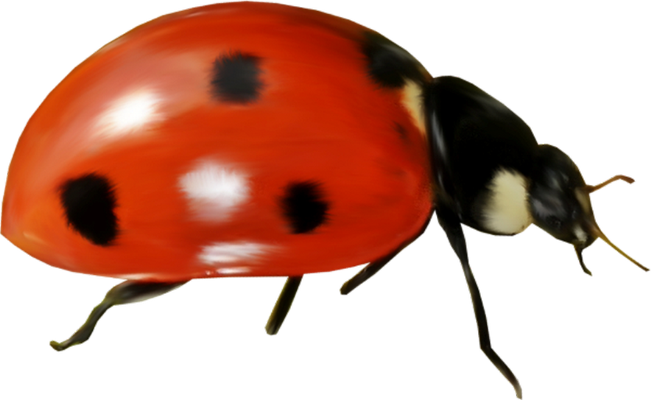 coccinelle - insecte - animaux - smiley émoticône émoji cartoon clipart illustration - artémotic