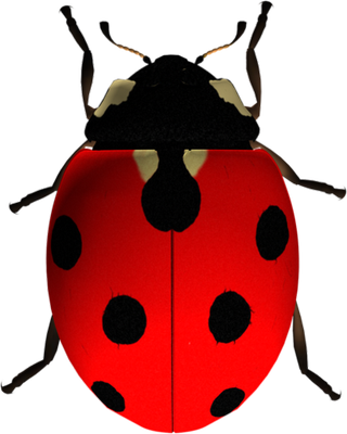 coccinelle - insecte - animaux - smiley émoticône émoji cartoon clipart illustration - artémotic