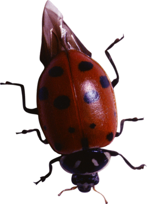 coccinelle - insecte - animaux - smiley émoticône émoji cartoon clipart illustration - artémotic