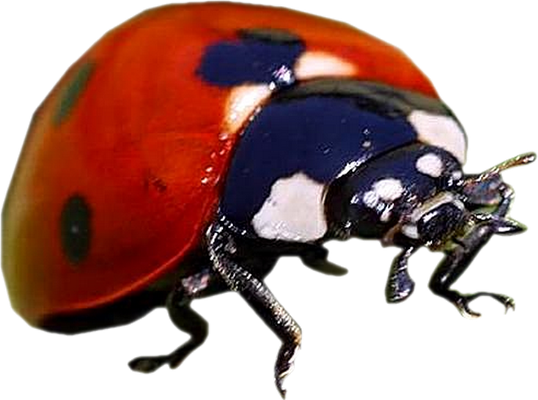 coccinelle - insecte - animaux - smiley émoticône émoji cartoon clipart illustration - artémotic