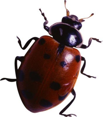 coccinelle - insecte - animaux - smiley émoticône émoji cartoon clipart illustration - artémotic