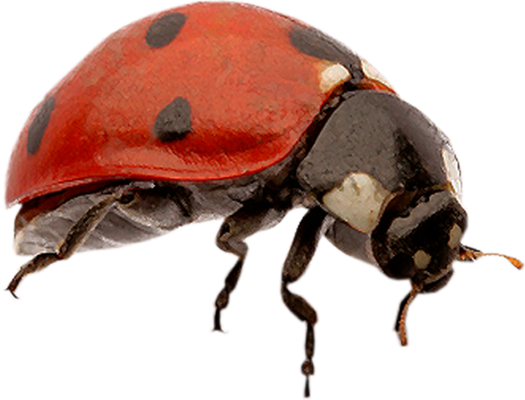 coccinelle - insecte - animaux - smiley émoticône émoji cartoon clipart illustration - artémotic