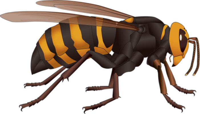 guêpe - insecte - animaux - smiley émoticône émoji cartoon clipart illustration - artémotic