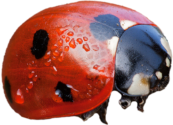 coccinelle - insecte - animaux - smiley émoticône émoji cartoon clipart illustration - artémotic
