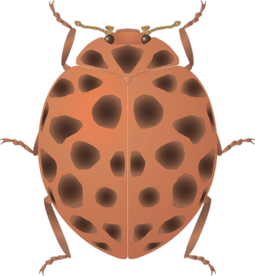 coccinelle - insecte - animaux - smiley émoticône émoji cartoon clipart illustration - artémotic