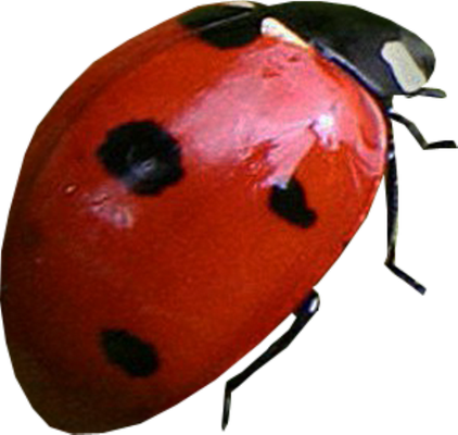 coccinelle - insecte - animaux - smiley émoticône émoji cartoon clipart illustration - artémotic