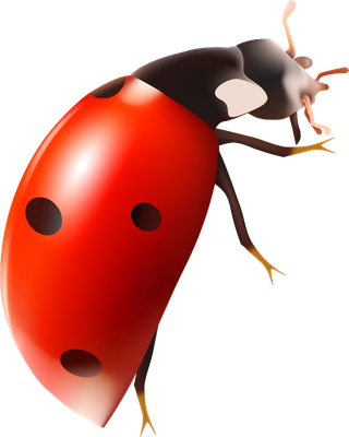 coccinelle - insecte - animaux - smiley émoticône émoji cartoon clipart illustration - artémotic