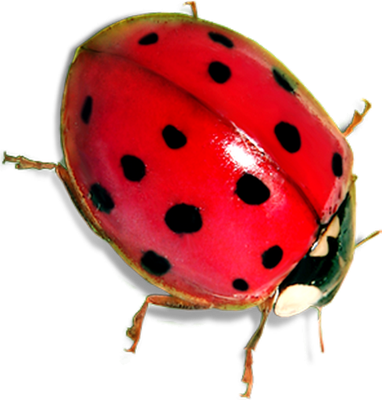 coccinelle - insecte - animaux - smiley émoticône émoji cartoon clipart illustration - artémotic