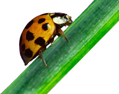 coccinelle - insecte - animaux - smiley émoticône émoji cartoon clipart illustration - artémotic