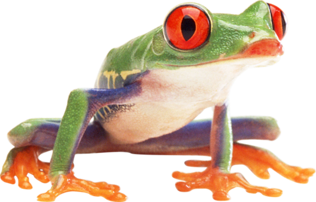 grenouille - faune aquatique - animaux - smiley émoticône émoji cartoon clipart illustration - artémotic