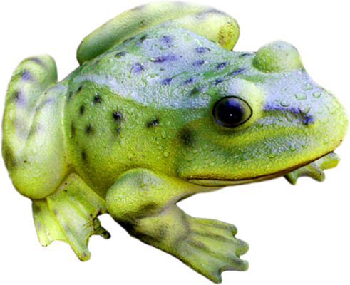 grenouille - faune aquatique - animaux - smiley émoticône émoji cartoon clipart illustration - artémotic