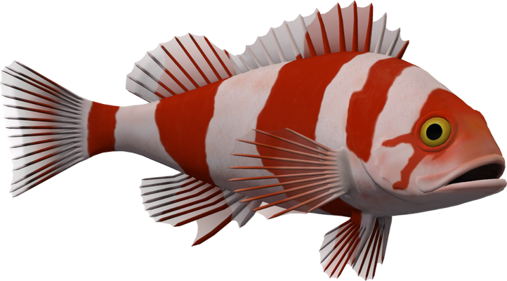 poisson-clown - faune aquatique - animaux - smiley émoticône émoji cartoon clipart illustration - artémotic