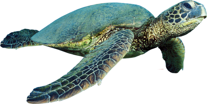 tortue marine - faune aquatique - animaux - smiley émoticône émoji cartoon clipart illustration - artémotic