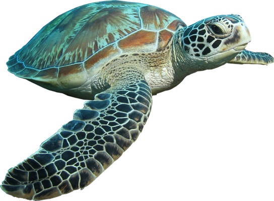 tortue marine - faune aquatique - animaux - smiley émoticône émoji cartoon clipart illustration - artémotic