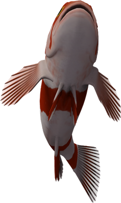 poisson-clown - faune aquatique - animaux - smiley émoticône émoji cartoon clipart illustration - artémotic