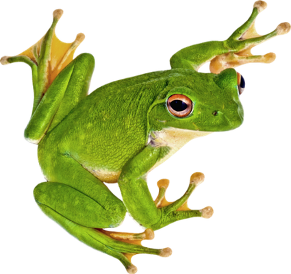 grenouille - faune aquatique - animaux - smiley émoticône émoji cartoon clipart illustration - artémotic