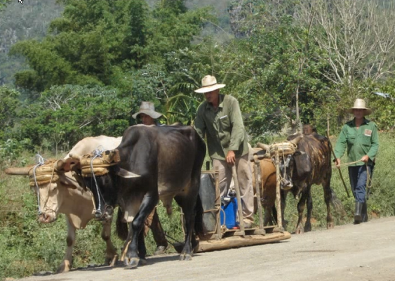 Cuba / FlueckColette