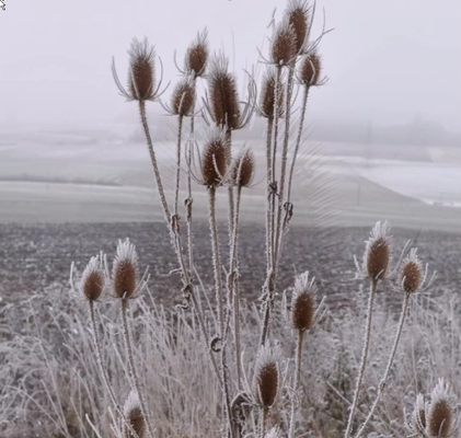 Springflower / Spring Sabine