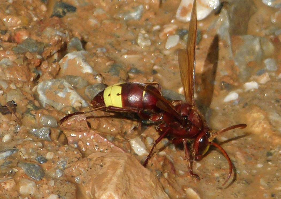 Orientalische Hornisse (Vespa orientalis), Griechenland, Foto: Jürgen-Wolfgang Berg, NABU-Naturgucker