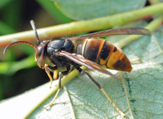 Asiatische Hornisse (Vespa velutina), Foto: Harald Bott, NABU-Naturgucker